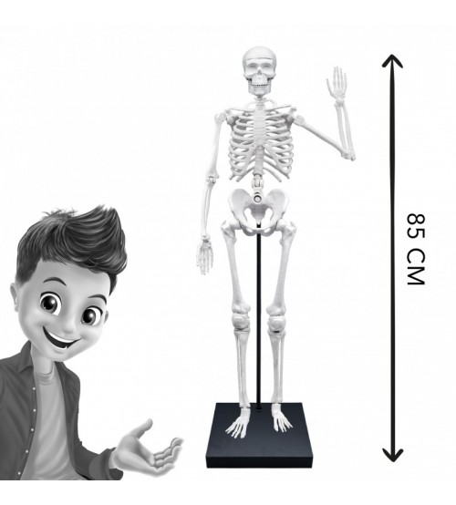 Milzīgs 85 cm cilvēku skelets ar 10 aktivitātēm un piederumiem 2181